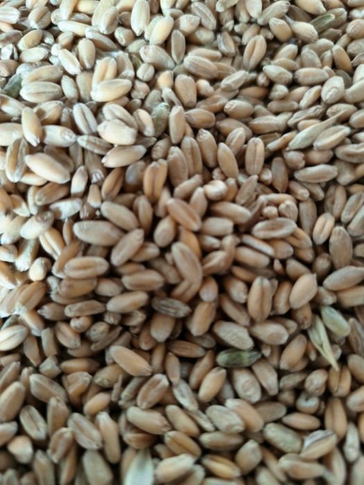 Зерно ячмень Отруби отходы