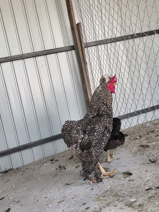 Cocoș porumbac metis brahma și familie 2+1 brahma herminat deschis