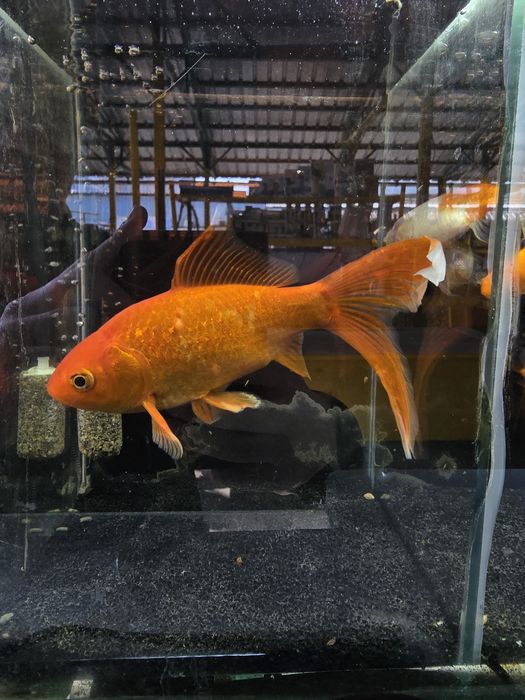 Золотые рыбки кометы вуалевые