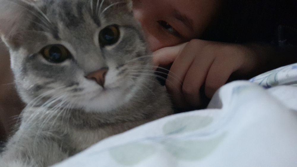 Отдам кота в хорошие руки