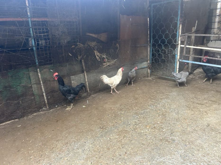 Xoroz Damashni Xoroz