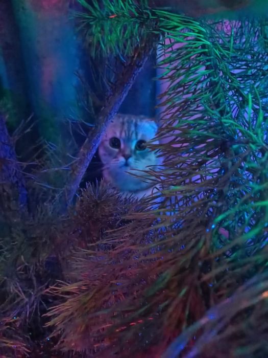 Отдам в добрые руки кота