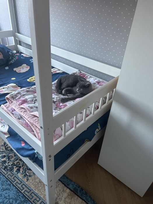 Отдам кошку в хорошие руки