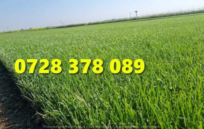 Gazon / Insamantare / Rulouri de Gazon