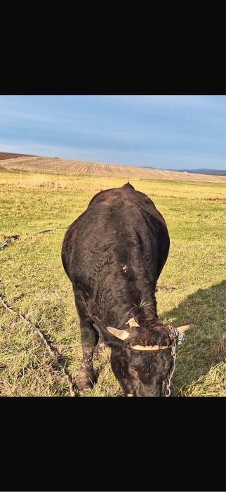 Vand taur  cuminte ..