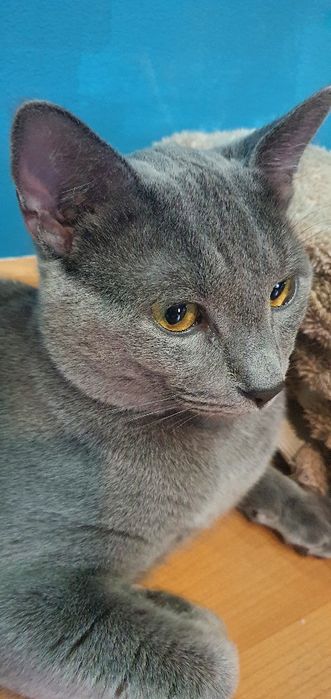 Pisica spre adoptie motanel