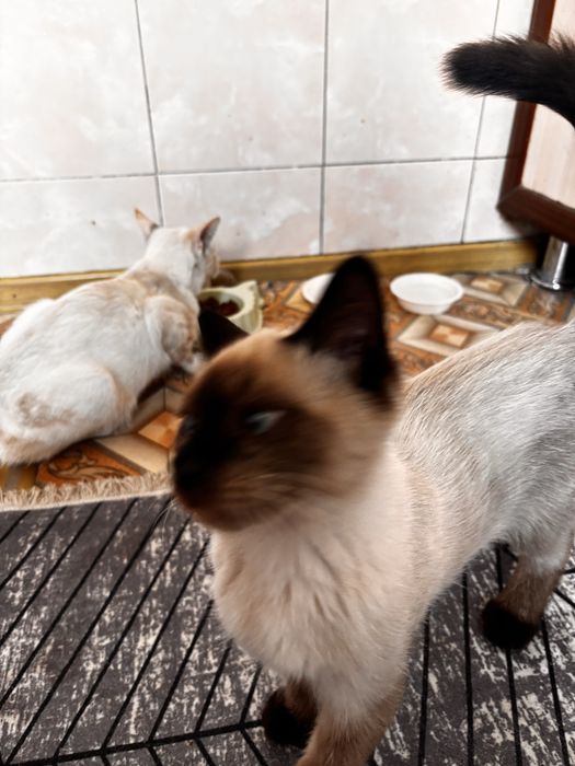 Отдам Котят в добрые руки