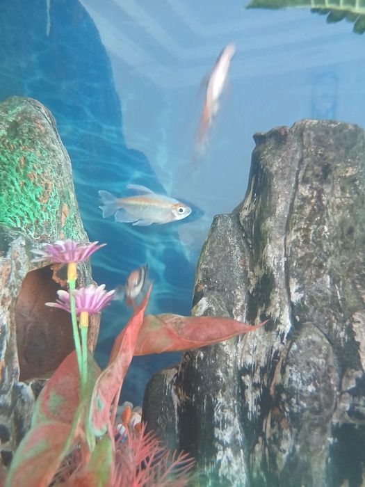 Продажа рыб 40шт молленизия вилчате