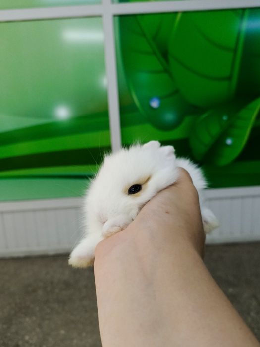 Крольчата декоративные