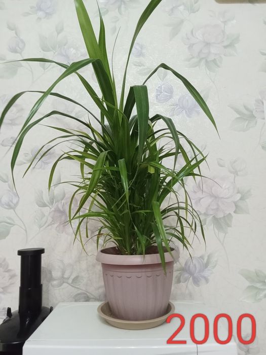 үй гүлдерін сатамын