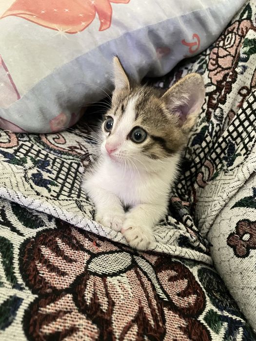 Отдам котенка мальчика