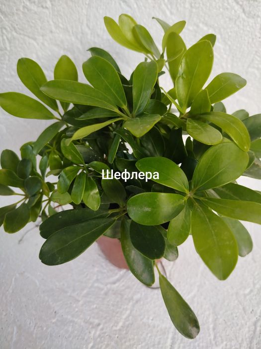 Комнатные растения