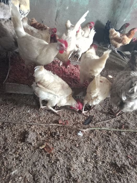 Продам курей несушек.