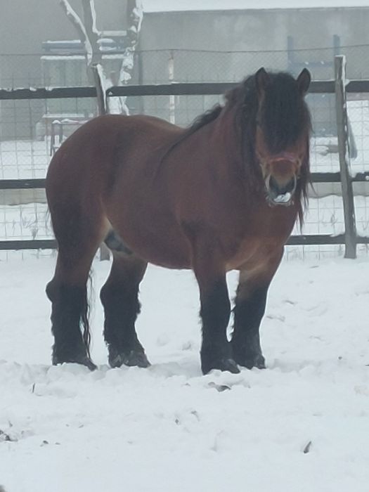 Vand armasar murg de 4 ani