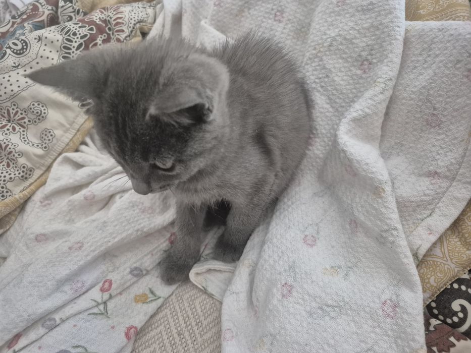 Продам котёнка в хорошие руки