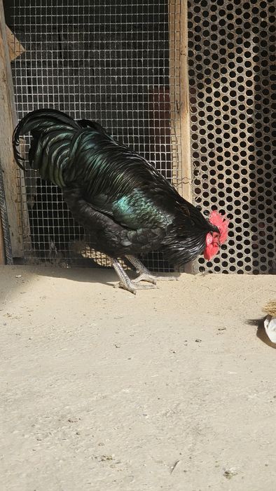 Qora shahzoda xoʻroz sotkladi