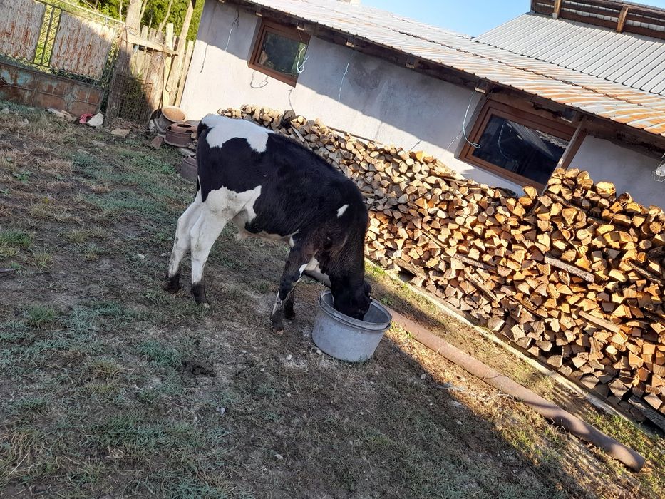 Vand tauras de tinut sau taiat!