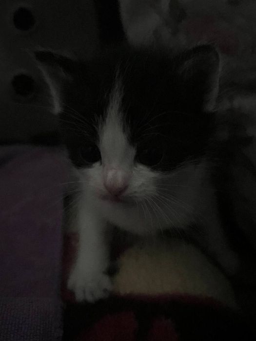 Котенок черно белый срочно!