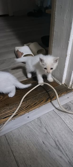Отдадим хороших белых котят