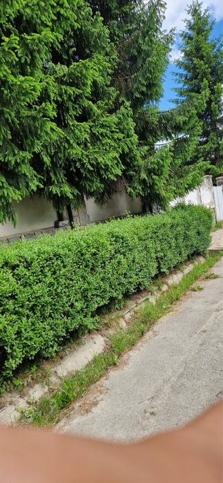 Vand Lemn Câinesc/Gard Viu