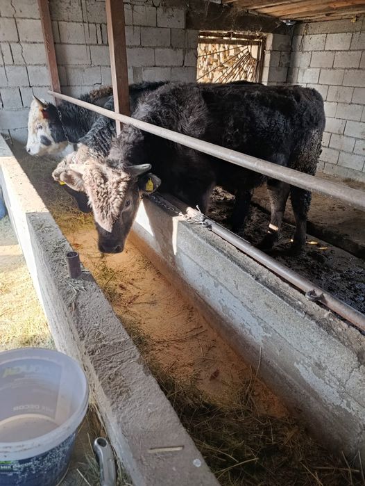 Продается бычки.   .