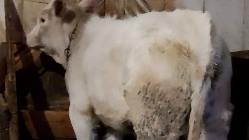 Vând vițică belgiană de 5 luni