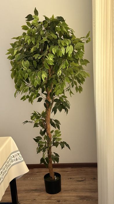 Стол, эвкалипт дерево, тумба