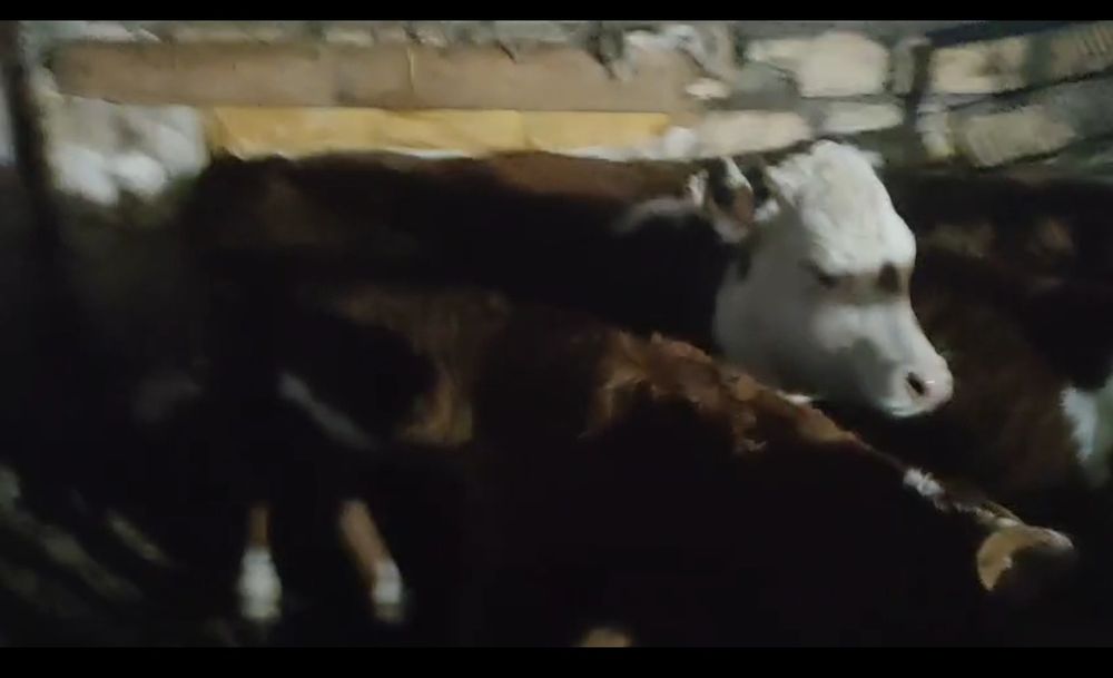 Бузаулар сатылады