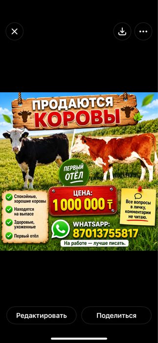 Продам коров, первый отел