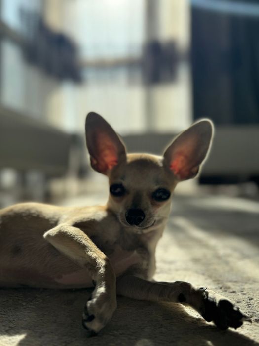 Принц ищет себе невесту)