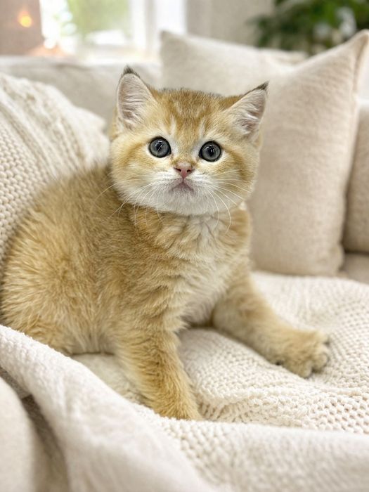 Британская золотая шиншилла