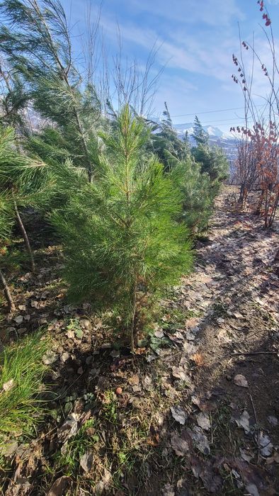 Qarag'ay (Сасна) ko'chatlari sotiladi