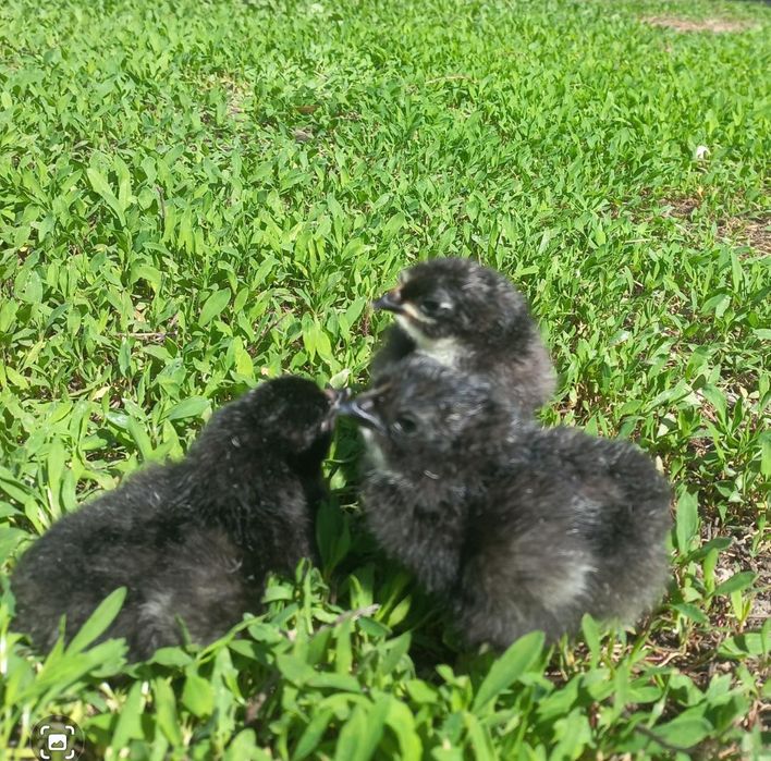 Цыплята суточные