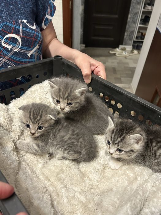 Котята в добрые руки