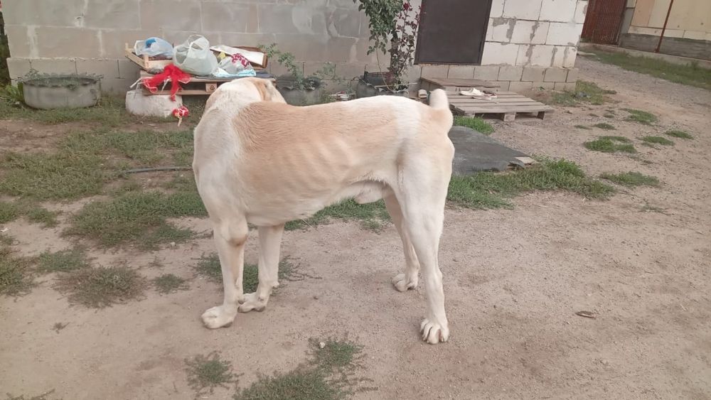 Алабай 3 жаста уилендиру керек