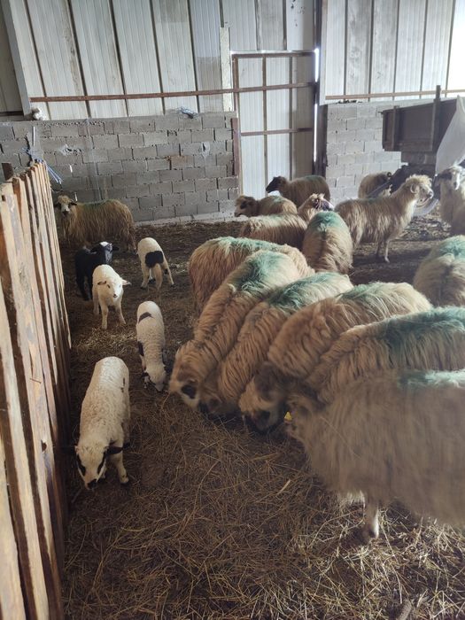 Vând oi cu miei 900 lei bucata negociabil