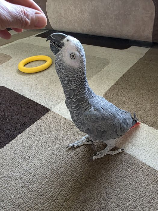 Продаётся Попугай Жако.