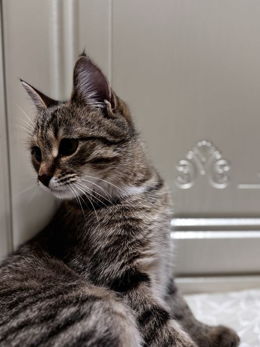 Котенок 8 месяцев девочка