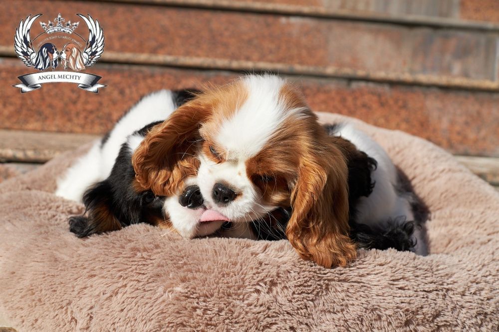 Кавалер Кинг Чарльз Спаниель