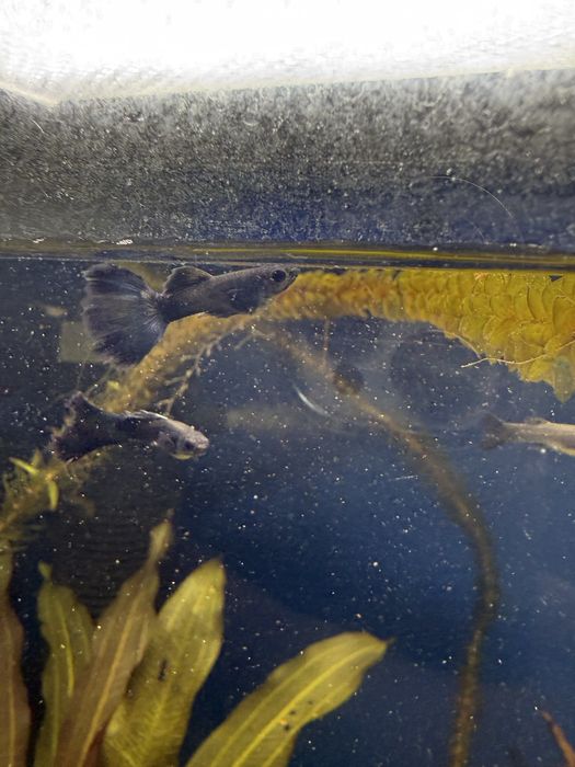 Гуппи синяя московская самцы