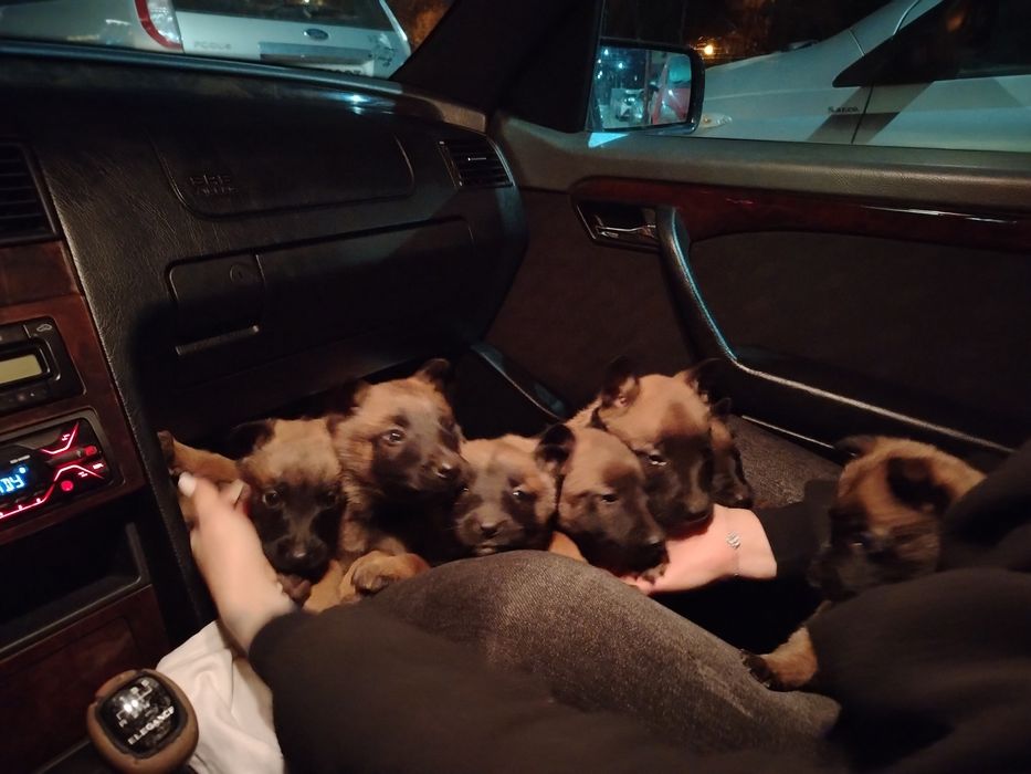 Белгийски овчарки Малиноа