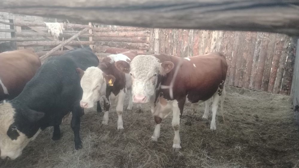 Продам быков на откорме