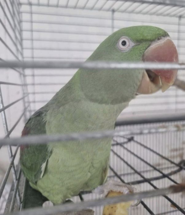 Papagal Marele Alexander vorbitor