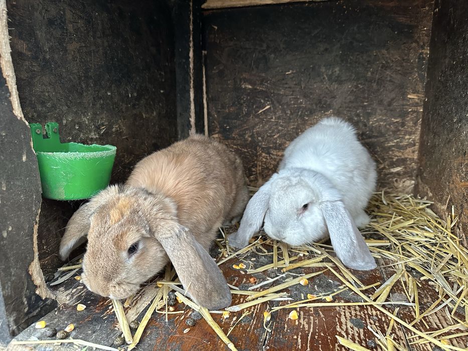 Iepuri berbec germam !!!