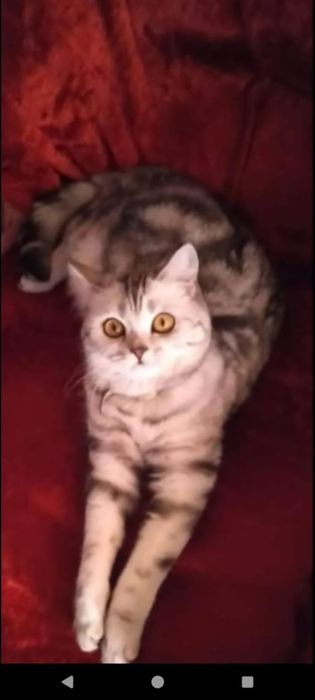 Открыта бронь на котят страйтов.