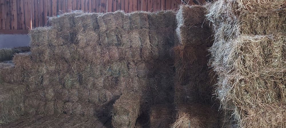 Baloți de fân ,lucernă dreptunghiular,rotund!Se asigura transport!