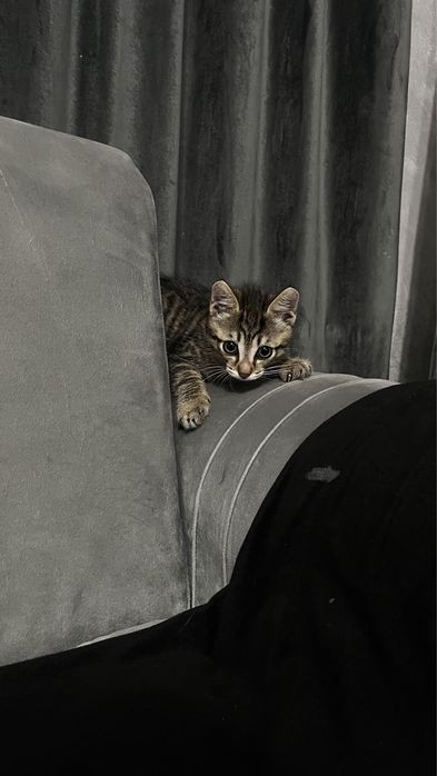 Домашний игривый котенок