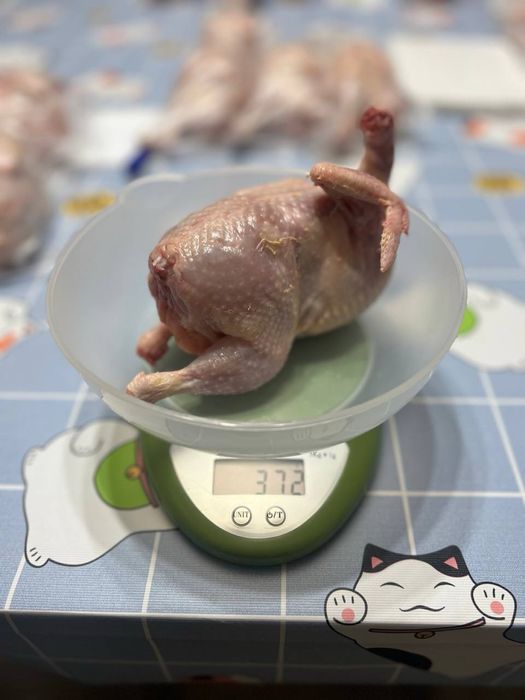 Продаю мясо домашней перепелки