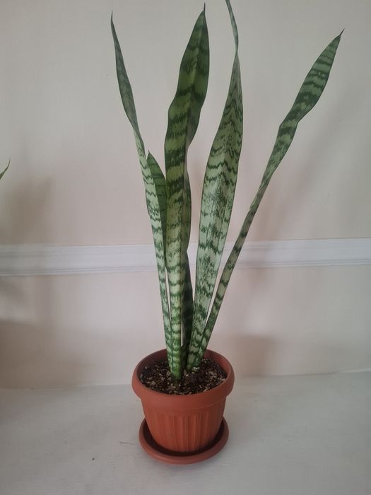 Продаю комнатные цветы