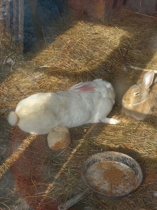 Кролихи покрытые. Находимся в ДСР